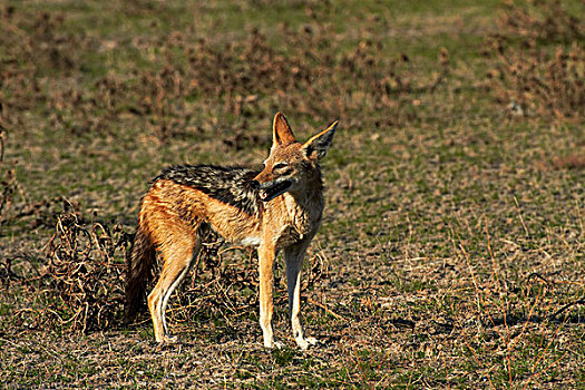 黑背狐狼,黑背豺,埃托沙国家公园,纳米比亚,非洲