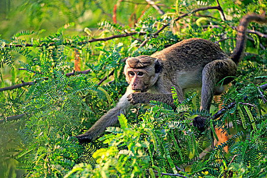 无边帽,短尾猿,弥猴属,成年,树,吃,国家公园,斯里兰卡,亚洲