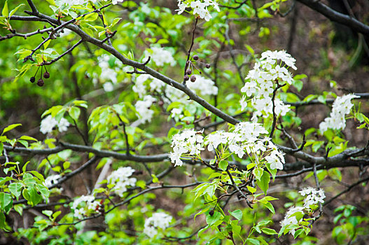 盛开的白色李树花朵