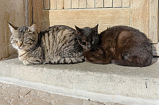 猫,入口,克尔克岛,克罗地亚,欧洲