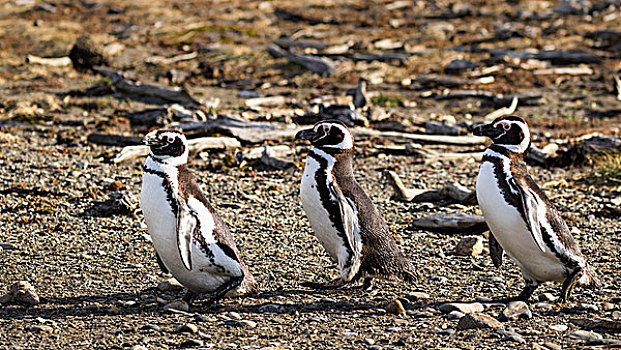 企鹅,小蓝企鹅,奥特威,区域,麦哲伦省,巴塔哥尼亚,智利,南美