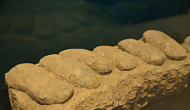 河北省石家庄市地球科学博物馆恐龙蛋化石
