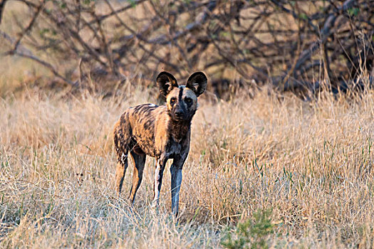 头像,非洲野狗,非洲野犬属,萨维提,湿地,乔贝国家公园,博茨瓦纳