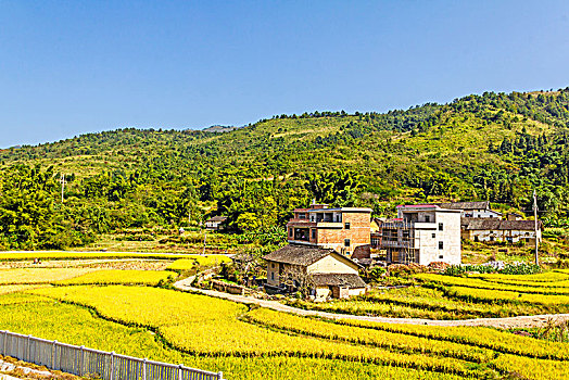 秋季成熟的稻田田园村庄景观背景