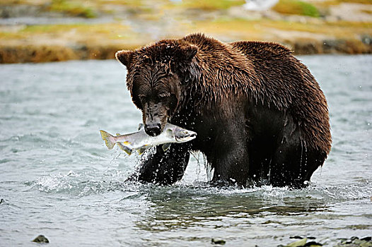 棕熊,河,三文鱼,嘴,卡特麦国家公园,阿拉斯加