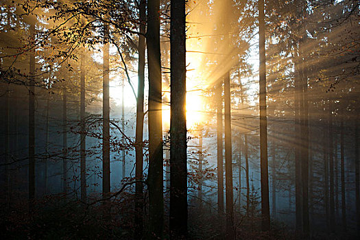 落日,树林,黑森林,巴登符腾堡,德国,欧洲