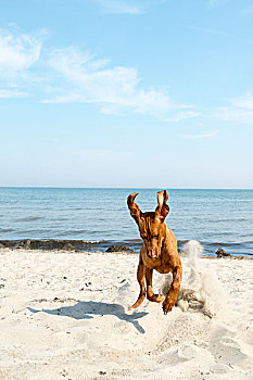 狗,玩,海滩