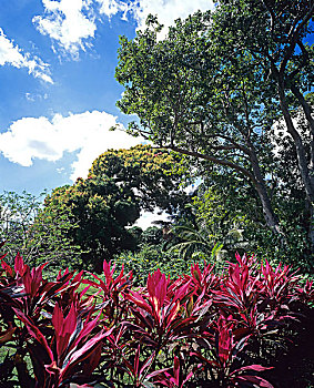 朱蕉属,花,热带,花园,瓜德罗普,法国,西印度群岛
