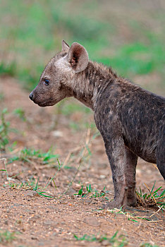 斑鬣狗,笑,鬣狗,雄性,幼兽,站立,专注,克鲁格国家公园,南非,非洲