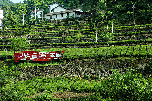 茶园,山区,土地,湖北,神农架,大山,种植,经济作物,农村,茶农