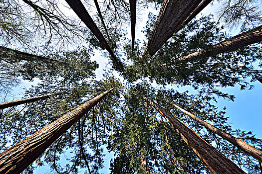 仰视,红杉,树梢,奥登瓦尔德,黑森州,德国