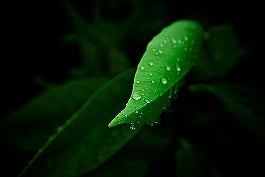 水滴,绿叶