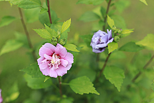 木槿花开