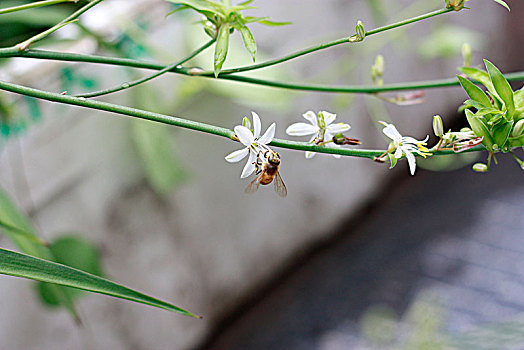 吊兰,开花