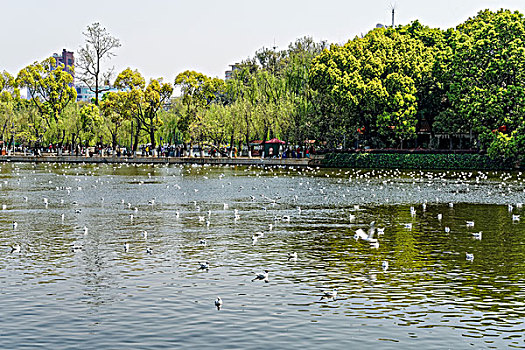 昆明翠湖公园