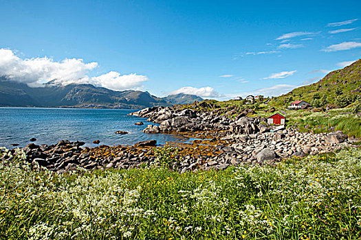 花,草地,声音,维特沃格,罗弗敦群岛,挪威北部,挪威,斯堪的纳维亚,欧洲
