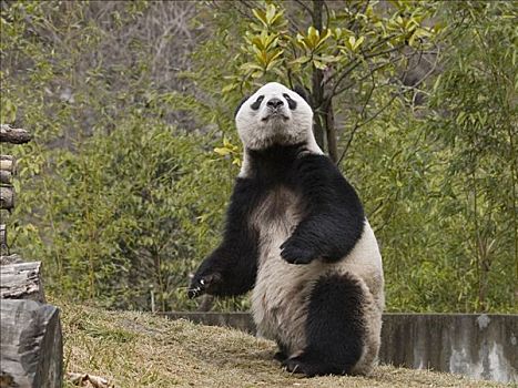 大熊猫,站立,中国