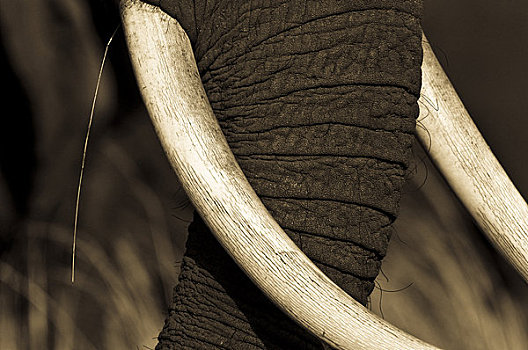 特写,非洲象,象鼻,獠牙,马赛马拉,肯尼亚,非洲