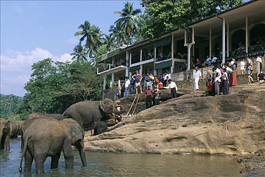 大象,象科,河,动物收容院,品纳维拉,斯里兰卡,亚洲