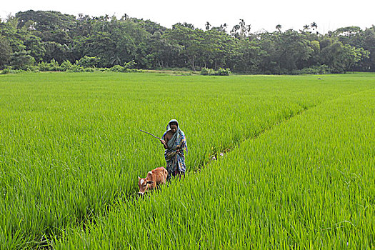 乡村,女人,幼兽,犁垄,稻田,孟加拉,十月,2008年