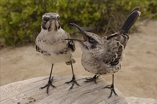 嘲鸟,一对,争执,脆弱,西班牙岛,加拉帕戈斯群岛