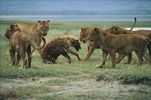 非洲狮,狮子,雌性,攻击,斑鬣狗,塞伦盖蒂国家公园,坦桑尼亚