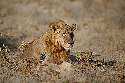 狮子,卧,干燥,朴素,纳米比亚,非洲