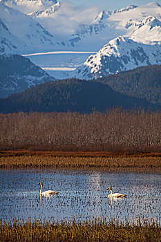 号角天鹅,一对,水塘,正面,冰河,楚加奇山,三角洲,靠近,科尔多瓦,阿拉斯加,春天