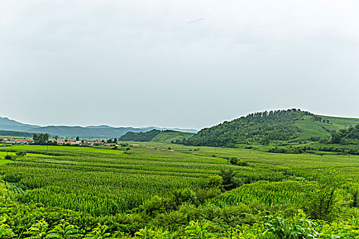 田野