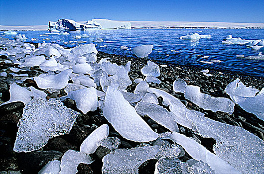 冰川冰,碎片,散开,海岸线,保利特岛,南极半岛