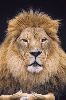 非洲狮,狮子,雄性,肖像,华盛顿,公园,动物园,波特兰,俄勒冈