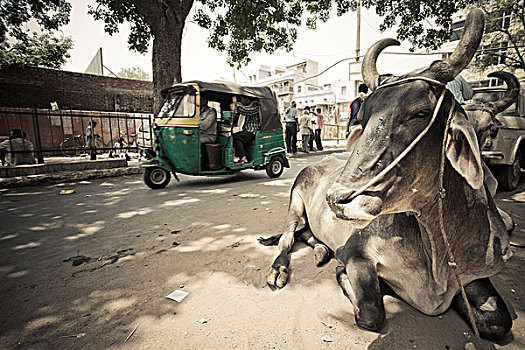 人力车,神圣,母牛,街道,德里,印度