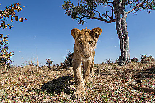 非洲,博茨瓦纳,乔贝国家公园,广角,幼狮,狮子,接近,遥远,摄影,刺槐,萨维提,湿地