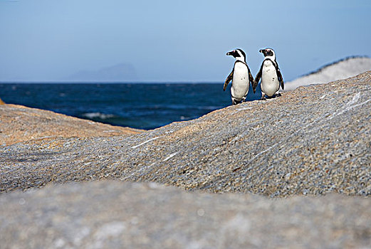 黑脚企鹅,一对,开普省,南非