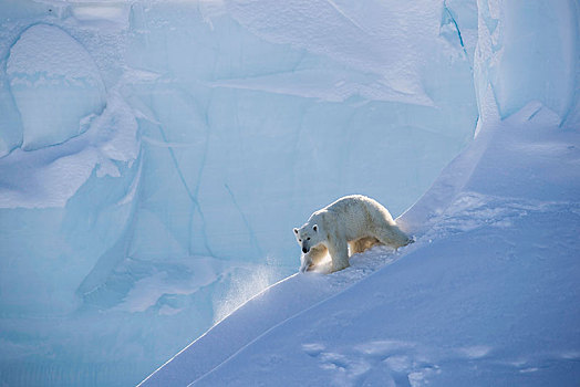 北极熊,边缘,冰山,杂乱无章,巴芬岛,努纳武特,加拿大,北美