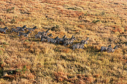 航拍,斑马,牧群,克鲁格国家公园,南非