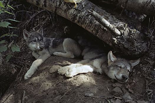 大灰狼,狼,幼仔,休息,巢穴,入口,北美