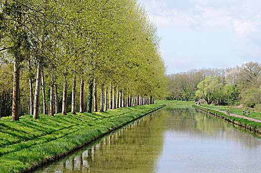法国,勃艮第,树,运河