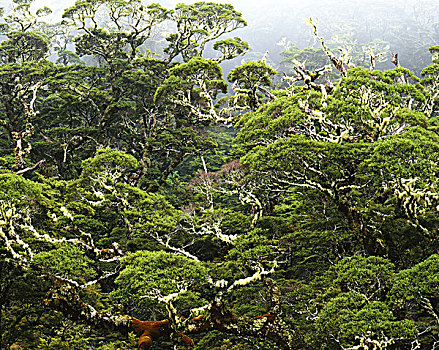 雨林,新西兰