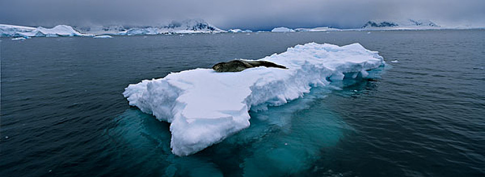 南极,半月,岛屿,威德尔海豹,休息,积雪,海滩,山,利文斯顿,背景