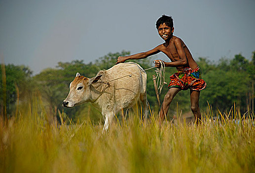 男孩,幼兽,地点,放牧,库尔纳市,孟加拉,一月,2008年