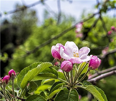 花,苹果