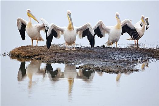 白鹈鹕,群,弄干,羽毛,捕鱼,纳库鲁湖,肯尼亚