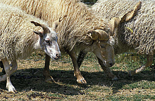 绵羊,男性和女性