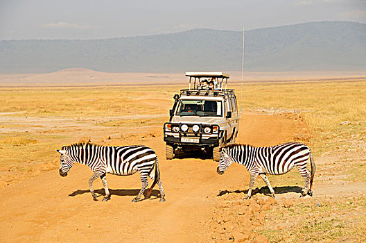 正面,吉普车,旅游,游客,恩戈罗恩戈罗火山口,坦桑尼亚,非洲