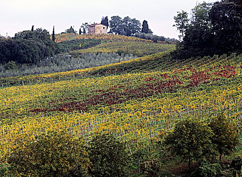 意大利,托斯卡纳,葡萄种植