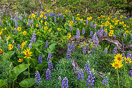 春季野花,哥伦比亚峡谷,靠近,俄勒冈,美国