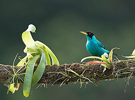 绿色,栖息,树枝,省,哥斯达黎加,北美