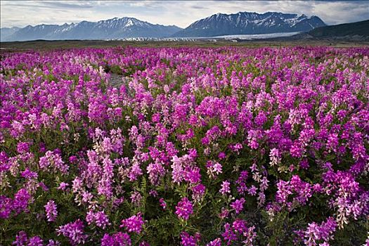 香豌豆,花,冰河,楚加奇山,背景,夏天,阿拉斯加