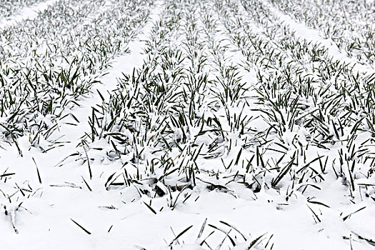 冬季的小麦